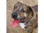 Roxie Mixed Breed (Large) Adult Female