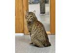 Bubbles - at Petco Domestic Shorthair Young Male