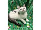 Waffle Domestic Shorthair Kitten Male