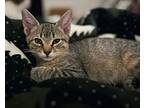 Sokka Domestic Shorthair Kitten Male