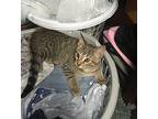 Peaches & Chip/Dale Domestic Shorthair Young Female