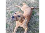 Ralphie Labrador Retriever Adult Male