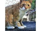 Apollo Domestic Shorthair Adult Male