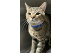 70075A Tiger-Pounce Cat Cafe Domestic Shorthair Adult Male