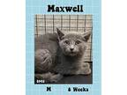 Maxwell Domestic Shorthair Kitten Male