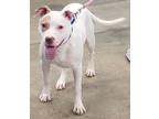 Shiloh American Pit Bull Terrier Adult Male