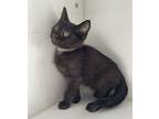 Bambino Domestic Shorthair Kitten Male