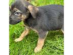 Bria Rottweiler Puppy Female