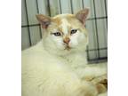 Frosty Domestic Shorthair Adult Male