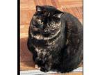 Precious Domestic Shorthair Adult Female