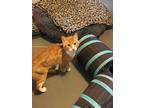 Mr. Butternut Squash Domestic Shorthair Young Male