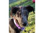 Kattie Catahoula Leopard Dog Puppy Female