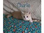 Scarlett Domestic Shorthair Kitten Female