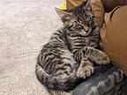 Chewbacca Domestic Shorthair Kitten Male