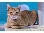 Obie - KBC Domestic Shorthair Adult Male