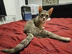 Zaydee Domestic Shorthair Young Female