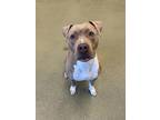 Luna American Pit Bull Terrier Adult Female