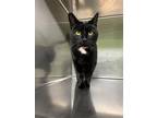 Prancer Domestic Shorthair Adult Female