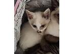 Liz Lemon Domestic Shorthair Kitten Female