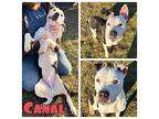 Canal American Staffordshire Terrier Young Male