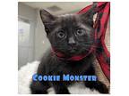 Cookie Monster - NN - SR3 Domestic Shorthair Kitten Male