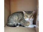 Specter Domestic Shorthair Kitten Female