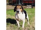 Frazier Basset Hound Adult Male