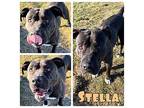 Stella - FOSTER NEEDED Staffordshire Bull Terrier Adult Female