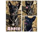 Addie Staffordshire Bull Terrier Adult Female