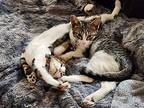 Romeo Domestic Shorthair Kitten Male