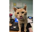 Sandstorm Domestic Shorthair Senior Male