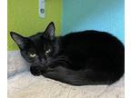 Ham Domestic Shorthair Young Male