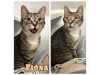 Fiona Domestic Shorthair Adult Female