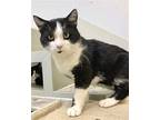 Stallone Domestic Shorthair Adult Male