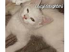 Lucy Domestic Shorthair Kitten Female