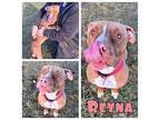 Reyna American Staffordshire Terrier Adult Female