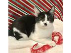 Lime Domestic Shorthair Kitten Male