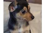 Bobby Chihuahua Puppy Male