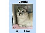James Domestic Shorthair Adult Male