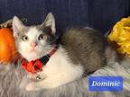Dominic Domestic Shorthair Kitten Male