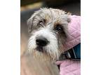 Tayla Wirehaired Pointing Griffon Young Female