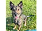 Minerva German Shepherd Dog Adult Female