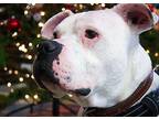 Fido American Pit Bull Terrier Senior Male