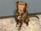 Koda Mixed Breed (Large) Puppy Male