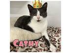 Cathy Domestic Shorthair Kitten Female