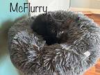McFlurry Domestic Shorthair Kitten Female