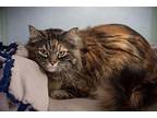 Dahlia Domestic Longhair Adult Female