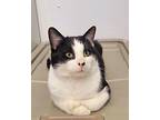 Ralph Domestic Shorthair Young Male