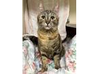 Hannah Domestic Shorthair Kitten Female