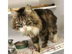 Elijah Domestic Longhair Senior Male